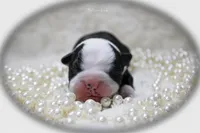 Halina, a female Boston Terrier for sale in Colorado Springs, CO – 3 of 10