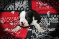 Rand, a male Boston Terrier for sale in Colorado Springs, CO – 2 of 6
