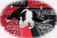 Rafe, a male Boston Terrier for sale in Colorado Springs, CO – 1 of 6