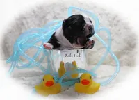 Lake, a male Boston Terrier for sale in Colorado Springs, CO – 2 of 10