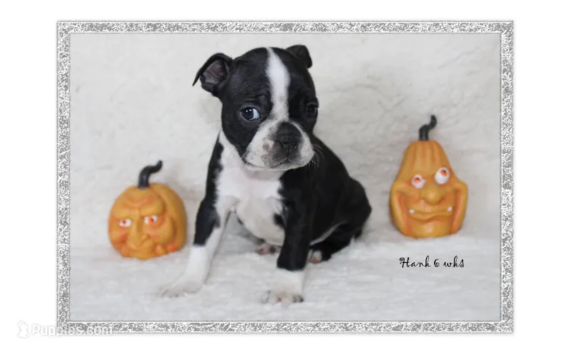 Hank – Boston Terrier puppy for sale in Colorado Springs, CO