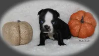 Haden, a male Boston Terrier for sale in Colorado Springs, CO – 5 of 8