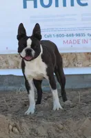 Hagen, a male Boston Terrier for sale in Colorado Springs, CO – 6 of 10