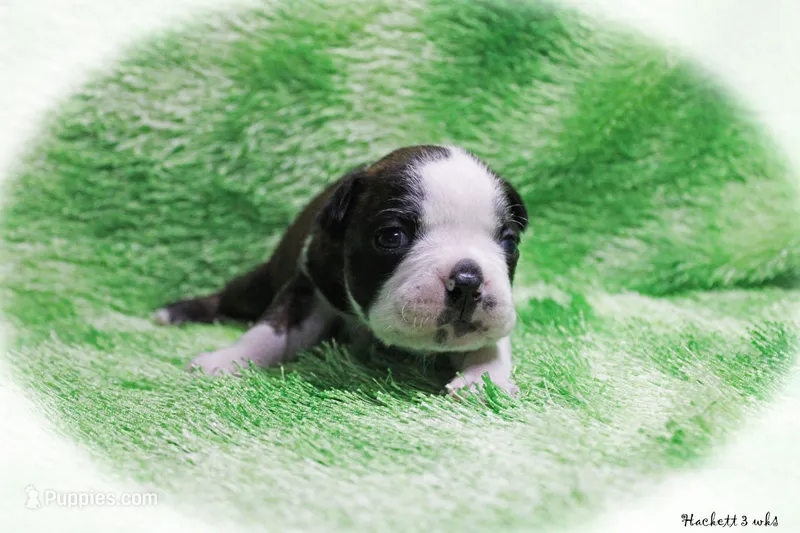 Hackett – Boston Terrier puppy for sale in Colorado Springs, CO