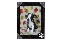 Hackett, a male Boston Terrier for sale in Colorado Springs, CO – 2 of 10