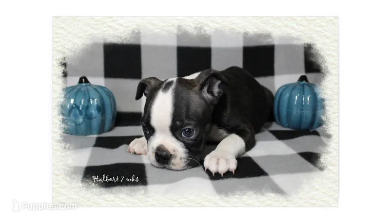 Halbert – Boston Terrier puppy for sale in Colorado Springs, CO