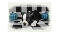 Halbert, a male Boston Terrier for sale in Colorado Springs, CO – 5 of 10