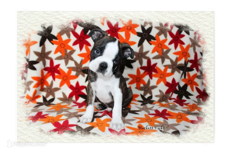 Hackett – Boston Terrier puppy for sale in Colorado Springs, CO