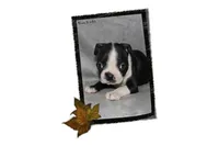Ham, a male Boston Terrier for sale in Colorado Springs, CO – 3 of 7
