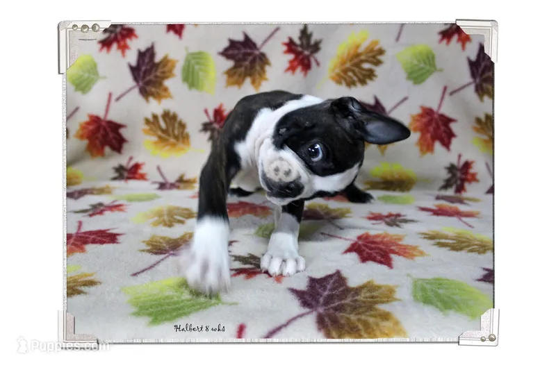 Halbert – Boston Terrier puppy for sale in Colorado Springs, CO