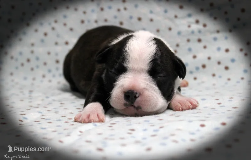 Laynee – Boston Terrier puppy for sale in Colorado Springs, CO