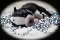 Halbert, a male Boston Terrier for sale in Colorado Springs, CO – 4 of 10
