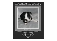 Ham, a male Boston Terrier for sale in Colorado Springs, CO – 2 of 7