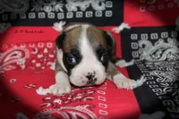 Rane, a female Boston Terrier for sale in Colorado Springs, CO – 3 of 6