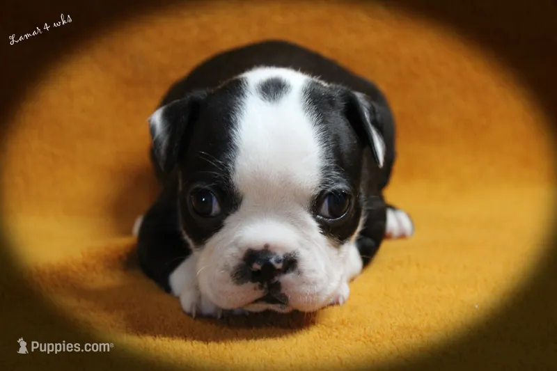 Lamar – Boston Terrier puppy for sale in Colorado Springs, CO