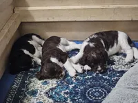 processed/243024dc-e4d1-494e-bee1-11d8496a1ff1/listing/843e6ab2-ac10-4166-b740-62c2049d87ea/afe09845-a745-49c3-a554-cd983af4b905