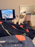 Minnie, a female Shih Tzu for sale in Houston, TX – 3 of 10