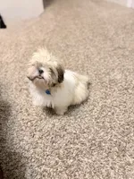 Minnie, a female Shih Tzu for sale in Houston, TX – 6 of 10