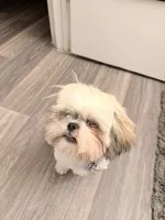 Minnie, a female Shih Tzu for sale in Houston, TX – 2 of 10