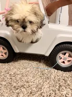 Minnie, a female Shih Tzu for sale in Houston, TX – 9 of 10