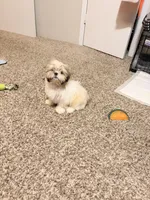 Minnie, a female Shih Tzu for sale in Houston, TX – 10 of 10