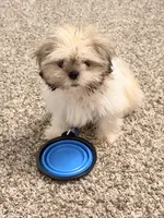 Minnie, a female Shih Tzu for sale in Houston, TX – 8 of 10