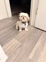 Minnie, a female Shih Tzu for sale in Houston, TX – 5 of 10