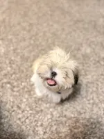 Minnie, a female Shih Tzu for sale in Houston, TX – 7 of 10