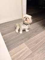 Minnie, a female Shih Tzu for sale in Houston, TX – 4 of 10