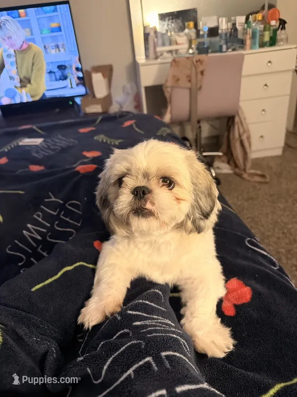 Minnie – Shih Tzu puppy for sale in Houston, TX
