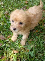Faith , a female Havapoo for sale in Seneca, SC – 8 of 8