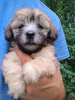 Buck, a male Havapoo for sale in Seneca, SC – 2 of 6
