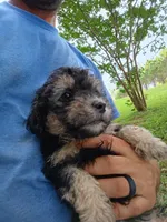 Dallas, a male Havapoo for sale in Seneca, SC – 2 of 5
