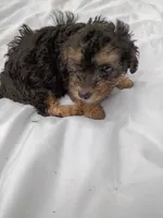 Dallas, a male Havapoo for sale in Seneca, SC – 5 of 5