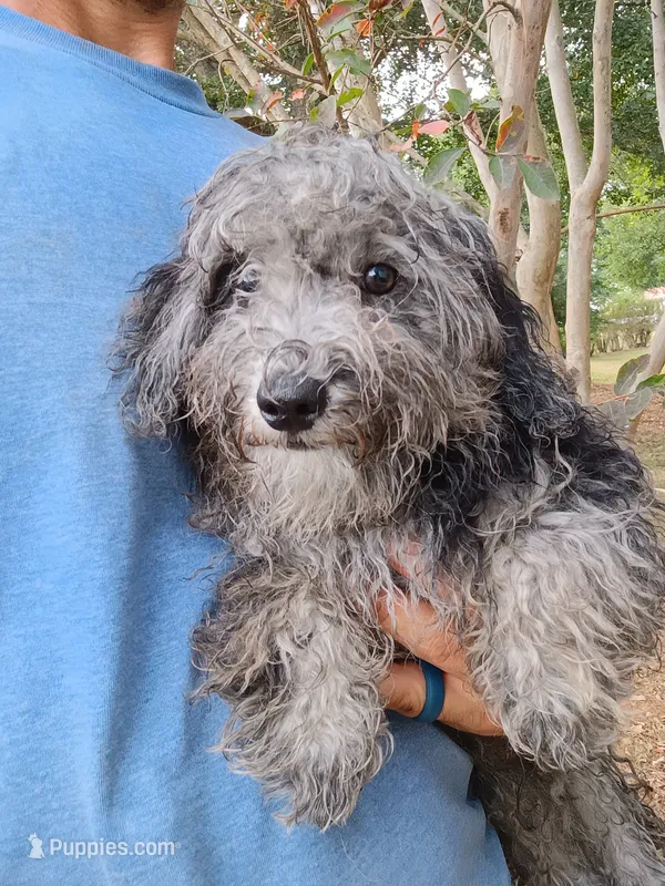 Banjo  – Havapoo puppy for sale in Seneca, SC