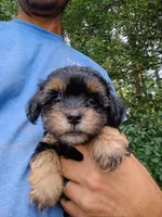Doodle , a male Havapoo for sale in Seneca, SC – 5 of 7