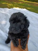 Beauty , a female Havapoo for sale in Seneca, SC – 3 of 5