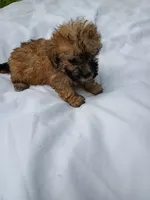 Sandy, a female Havapoo for sale in Seneca, SC – 4 of 6