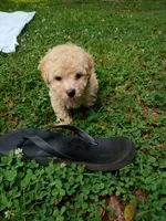 Vanilla , a male Havapoo for sale in Seneca, SC – 5 of 6