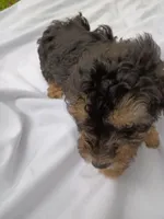 Dallas, a male Havapoo for sale in Seneca, SC – 3 of 5