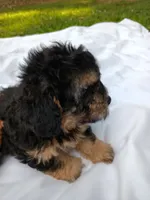 Dinah, a female Havapoo for sale in Seneca, SC – 3 of 3