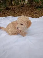 Snowball, a male Havapoo for sale in Seneca, SC – Photo 2 of 6