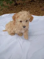 Snowball, a male Havapoo for sale in Seneca, SC – Photo 5 of 6