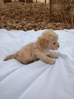 Snowball, a male Havapoo for sale in Seneca, SC – Photo 3 of 6