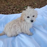Cotton, a male Havapoo for sale in Seneca, SC – Photo 6 of 6