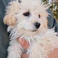 Cotton, a male Havapoo for sale in Seneca, SC – Photo 4 of 6