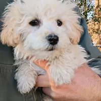 Cotton, a male Havapoo for sale in Seneca, SC – Photo 2 of 6