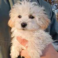Cotton, a male Havapoo for sale in Seneca, SC – Photo 1 of 6