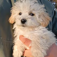 Cotton, a male Havapoo for sale in Seneca, SC – Photo 3 of 6