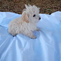 Cotton, a male Havapoo for sale in Seneca, SC – Photo 5 of 6
